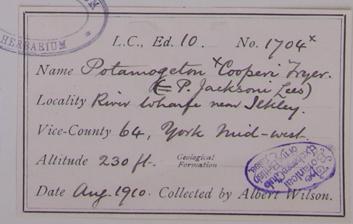 Mr_Albert_Wilson_F.L.S_1862__1949