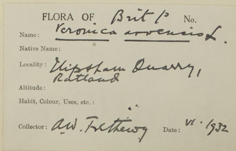 Antony_William_Trethewy_1864__1932