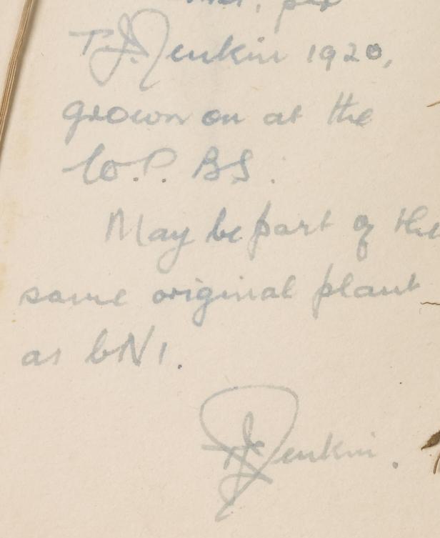 Dr_Thomas_James_Jenkin_CBE_1885__1965