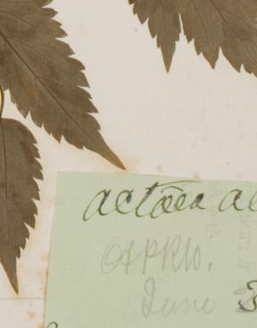 James_Fletcher_1852__1908