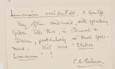 Mr_Charles_Edgar_Salmon_F.L.S_1872__1930