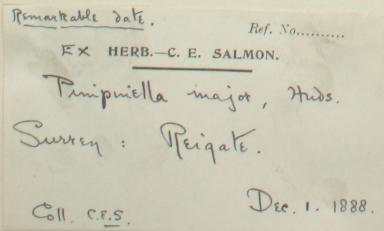 Mr_Charles_Edgar_Salmon_F.L.S_1872__1930_1