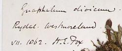 Rev_Henry_Elliott_Fox_1841__1926