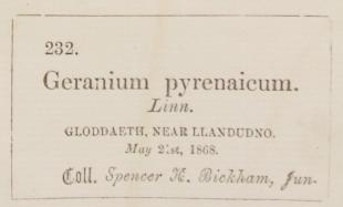 Mr_Spencer_Henry_Bickham_1841__1933_1
