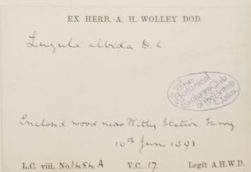 Mr_Anthony_Hurt_Wolley_Dod_1861__1948_1