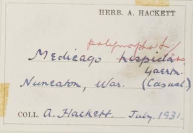Arthur_C_Frank_Hackett_1902__1964