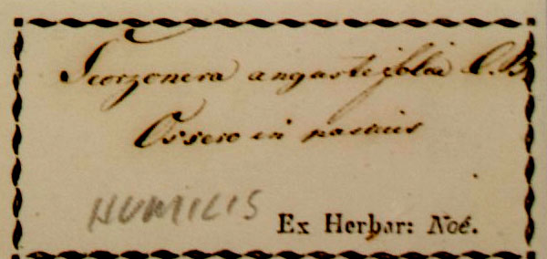 ossero1_1