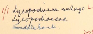 Dorothy_Ellis_De_Vesian_1889__1983