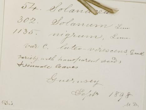 Margaret_Dawber_1859__1901
