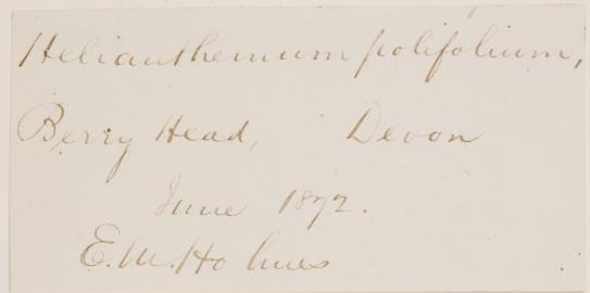 Mr_Edward_Morell_Holmes_FLS_1843__1930