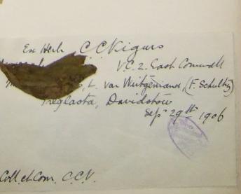 Dr_Chambre_Corker_Vigurs_1867__1940_2
