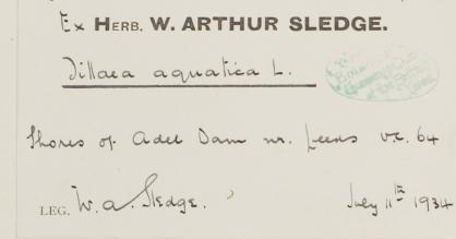 Dr_W_Arthur_Sledge_1