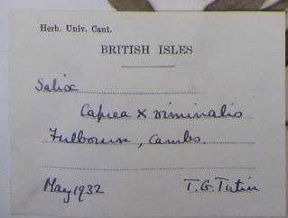 Thomas_Gaskell_Tutin_1908__1987