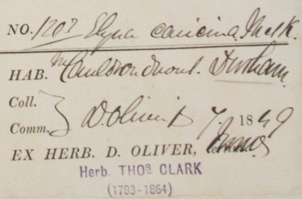 D_Oliver_2